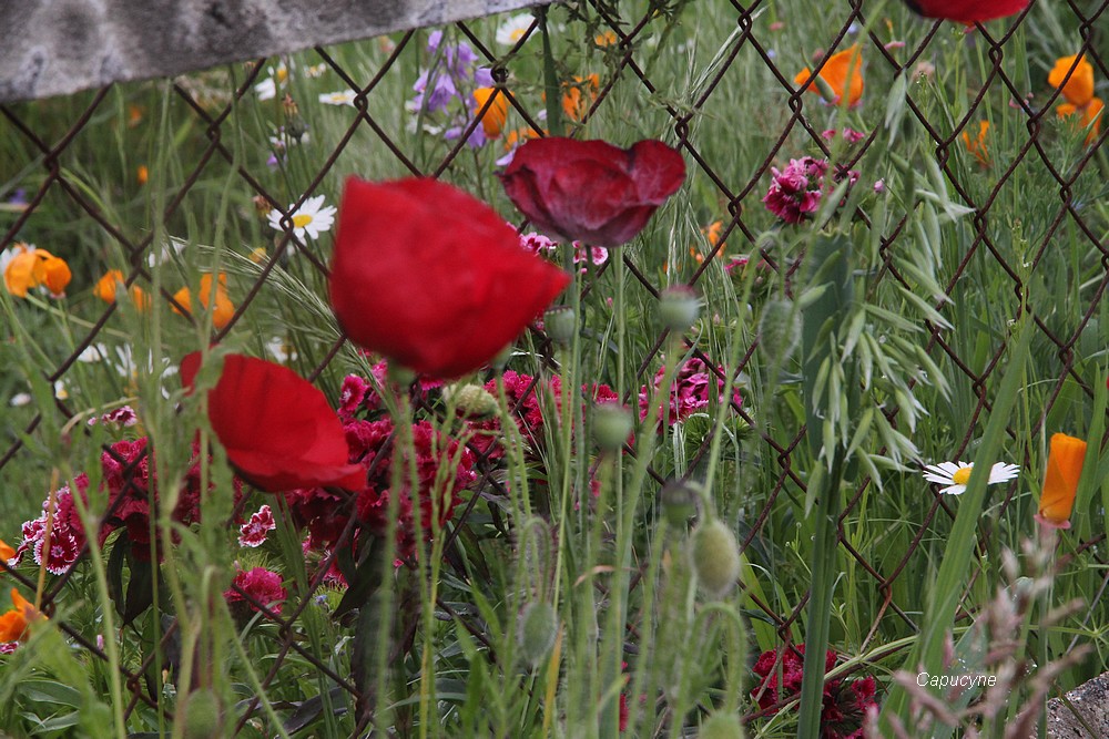 Le jardin nature, devant...