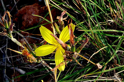 Fleurs jaunes sauvages