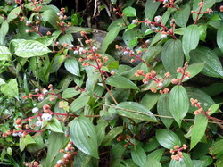 melastomataceae - baie comestible