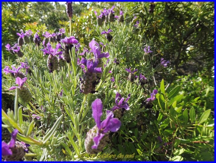 Corse, Balagne, la boucle de l'Acciolu