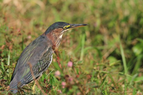 Héron Vert (Green Heron)