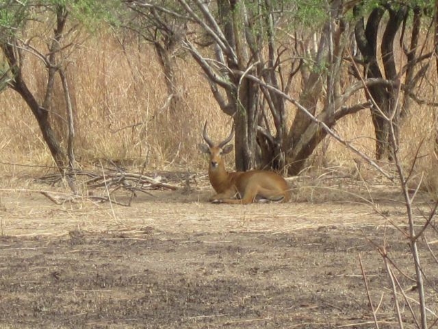 Bénin Parc de la Pendjari cob