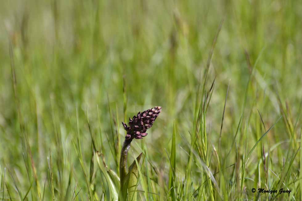 Orchidées sauvages