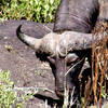 Buffle (Kruger - Afrique du Sud)