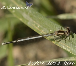 #233 Platycnemis pennipes