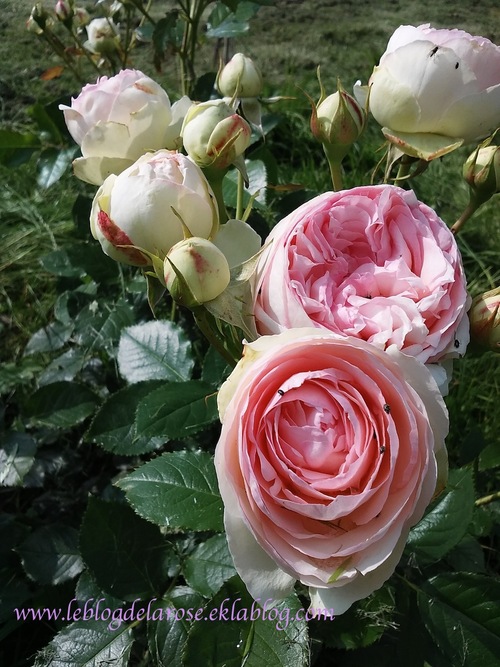 Un des nouveaux rosiers/One of the new rose bushes