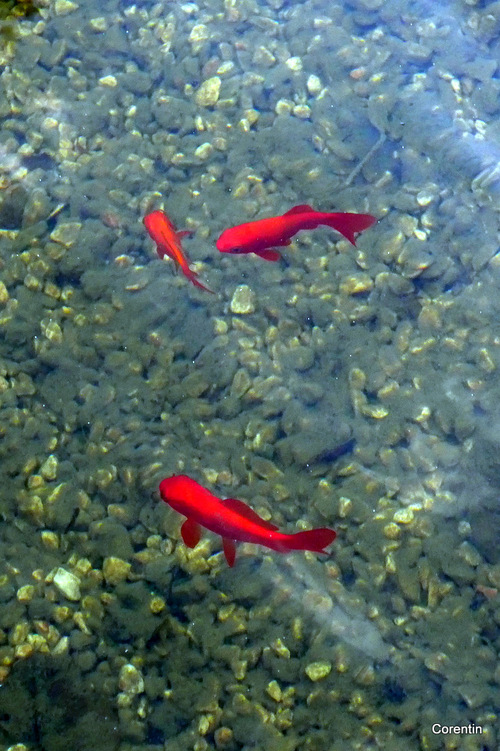 Les poissons rouges