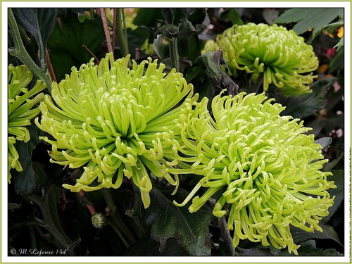 Magnifiques chrysanthèmes