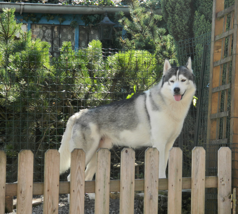 chiens des glaces