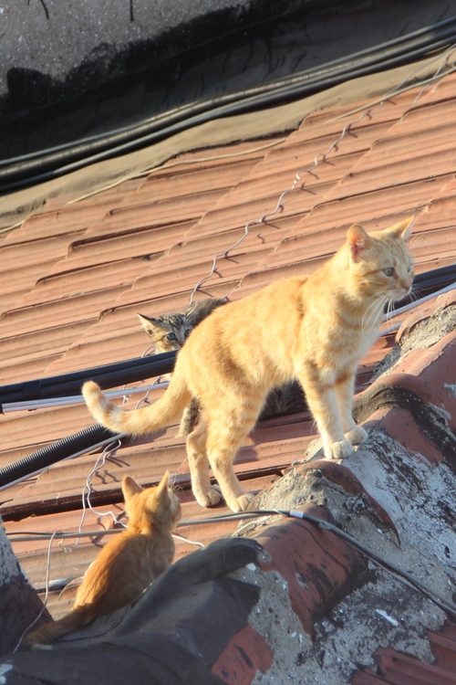 Les chats d'Istanbul