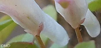 Sarcocapnos enneaphylla  -  fumeterre à neuf feuilles