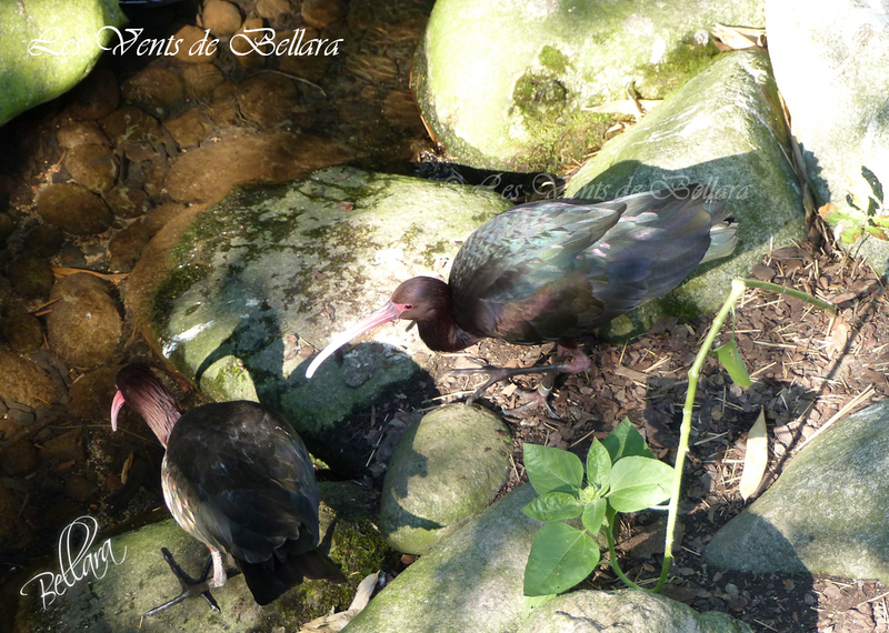  Le parc de Villars les Dombes - L'ibis de Ridgway  