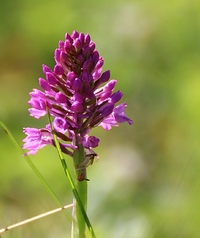 Genre Anacamptis