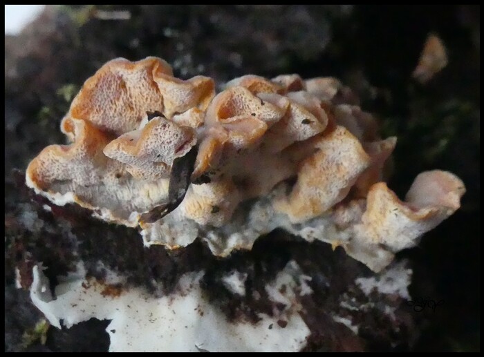 polypores sur conifere.