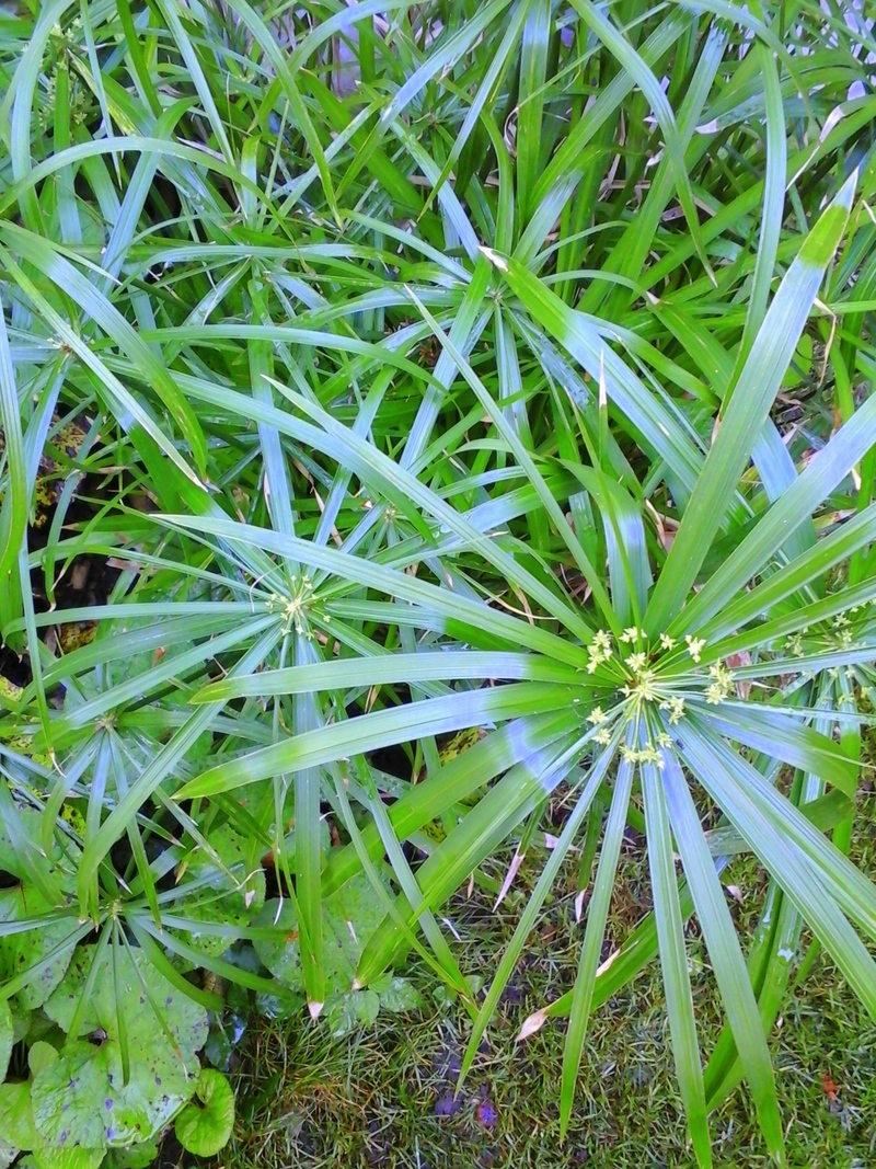  cyperus 