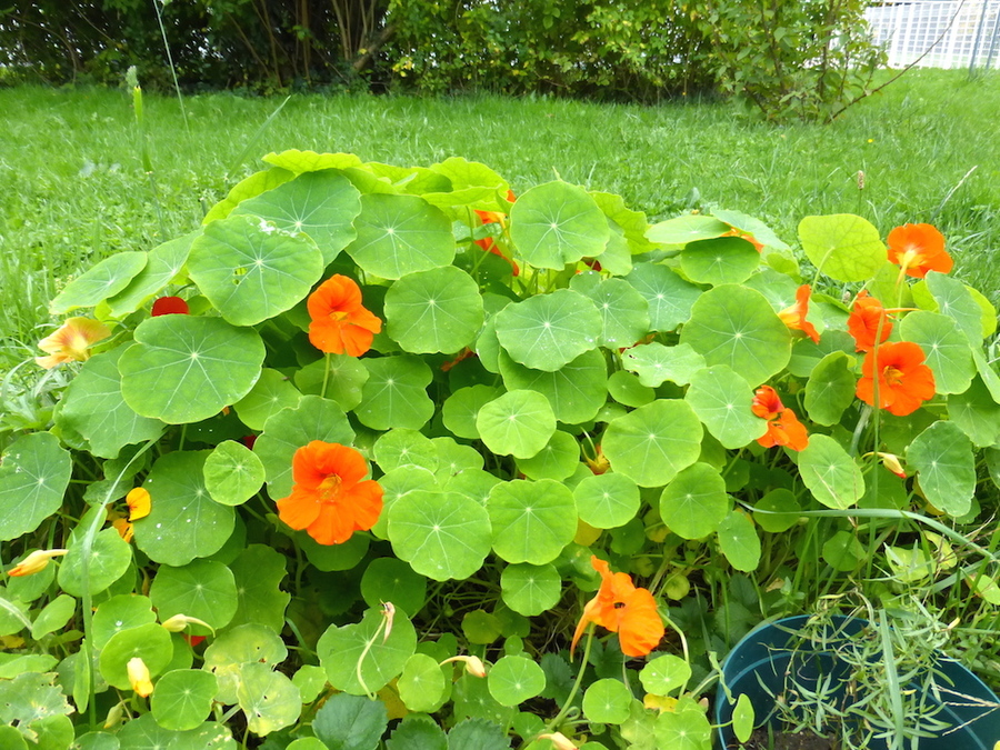 En rentrant de Bordeaux: un jardin plus fleuri que cet été!