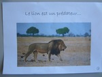 Quatrième exposé "Les lions"