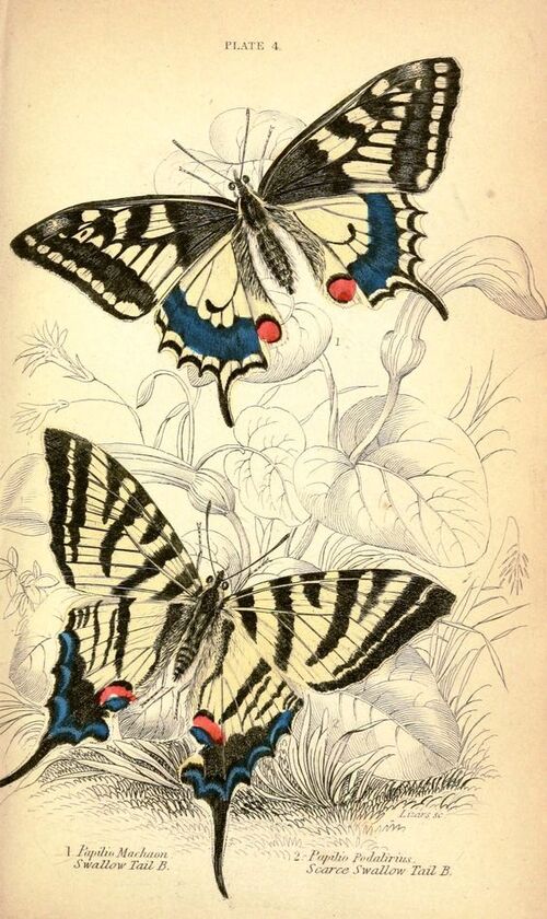 Wallpaper Papillons