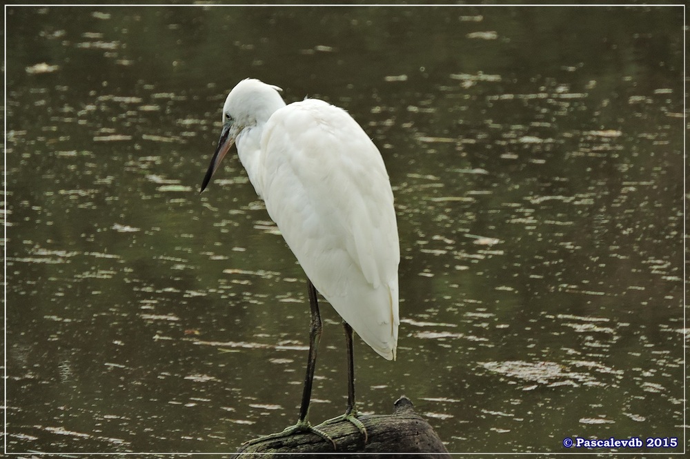 Réserve ornitho du Teich - Septembre 2015 - 2/6