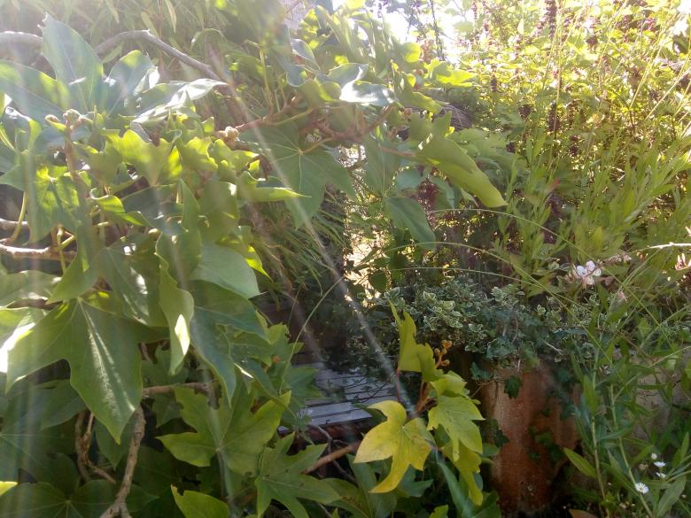 quelques photos de mon jardin ce dimanche