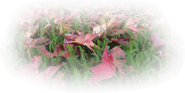 Tubes feuilles d'automne