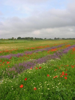 Les plantes et leur culture