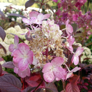 Les journées des Plantes de Chantilly : panier d'automne 2016