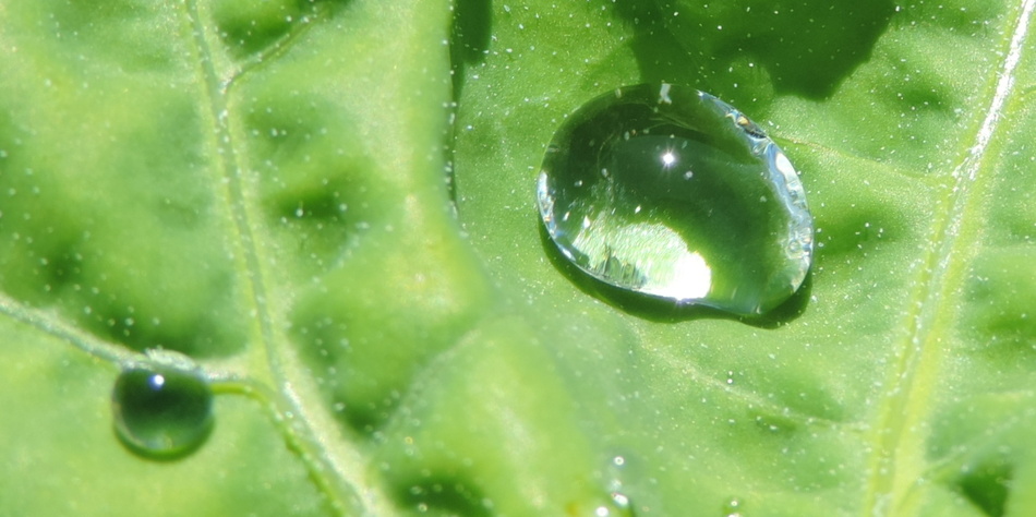 des gouttes d'eau sur mes épinards