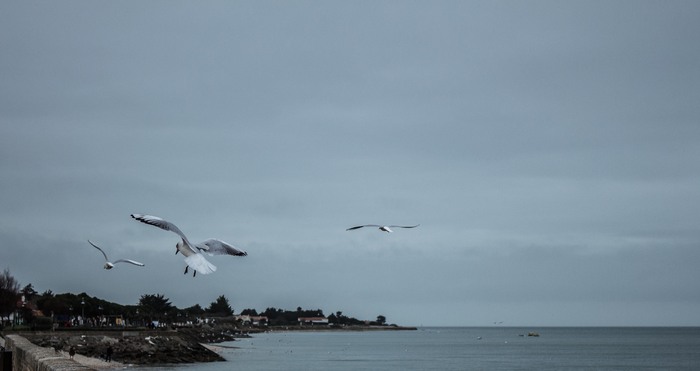 Toujours en février, l'ile de Ré