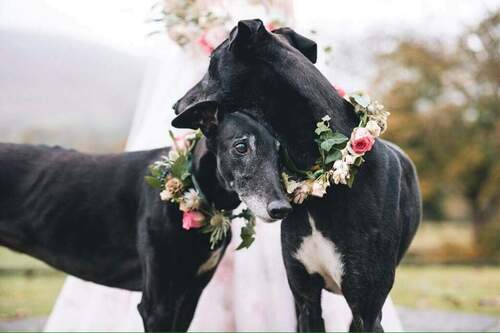 Black Is Beautiful, adoptez les aussi, les greyhounds aussi victimes de leur couleur