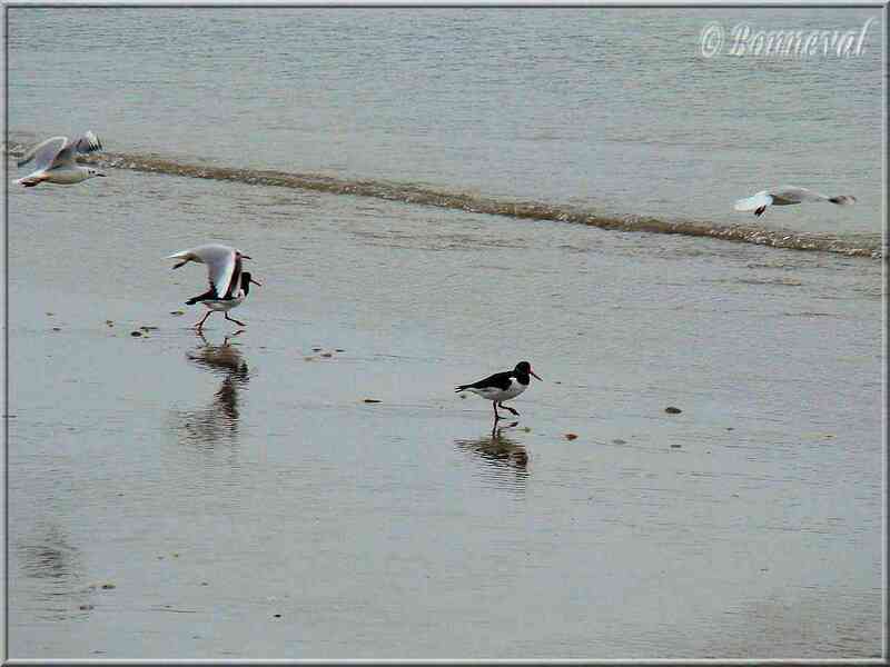 Huîtrier pie plage de Morgat Finistère.