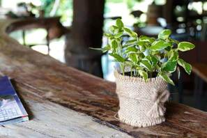 Fleurs et arbustes 10 plantes d’intérieur qui aiment le café | Le marc de café pour la croissance des plantes