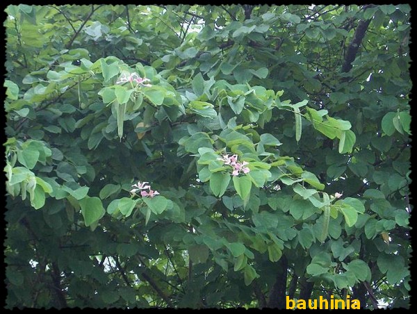 Bauhinia