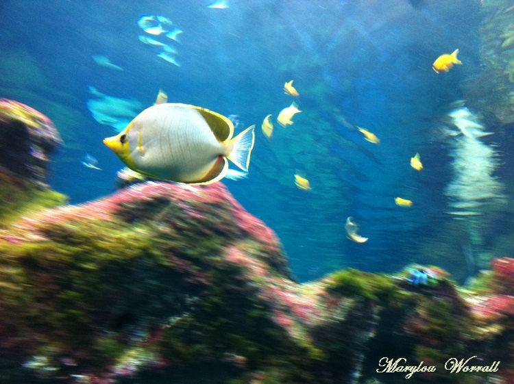 Lyon aquarium 3/: Poissons des mers tropicales