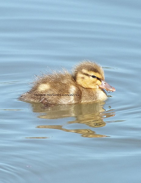 Bébé copie-copie-1