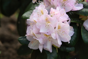 Rhododendron  Gomer Waterer
