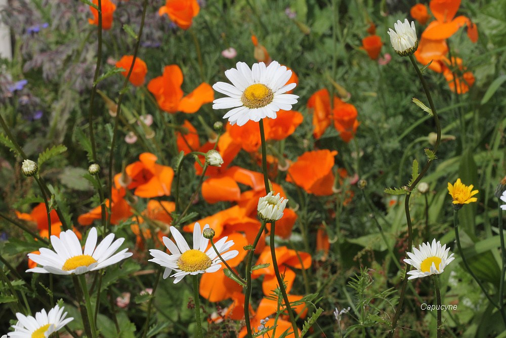 Le jardin nature, devant...