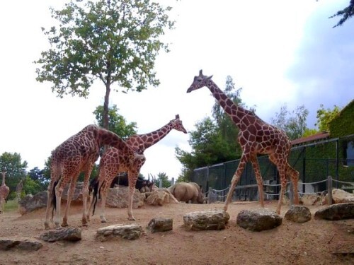 Girafes.jpg