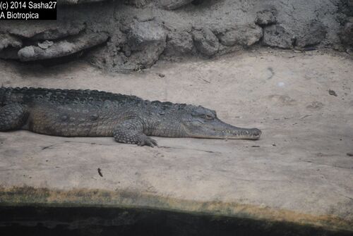 Crocodile du Nil.