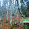 Entrée dans la forêt communale de Borce ou Bois de Sansanet