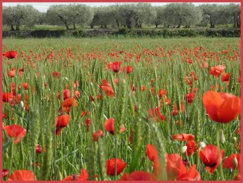 En bouton,sans ou avec son tutu rouge