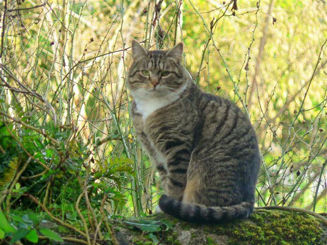 Le chat prodigue