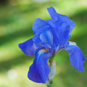 L'iris bleu ...