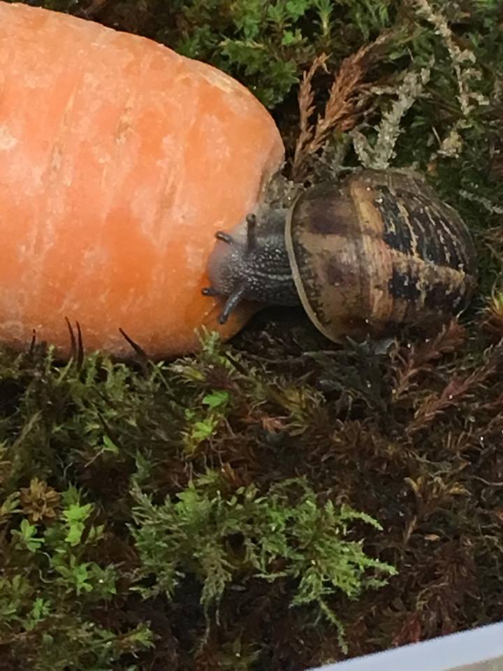 Un vivarium dans la classe et des nouvelles des escargots