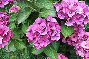 hortensia 4