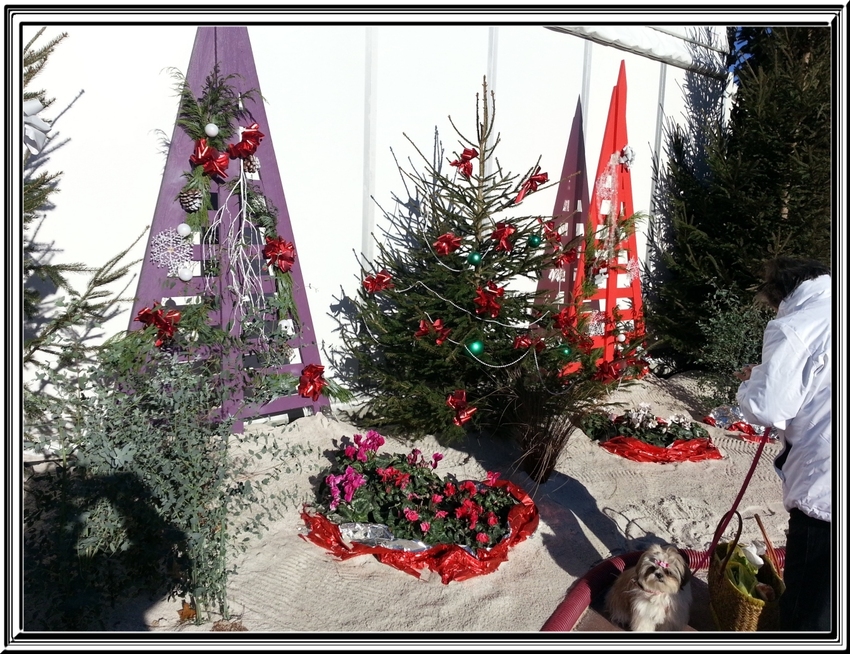 Royan le 7 décembre 2013 ,quelques décorations de fêtes