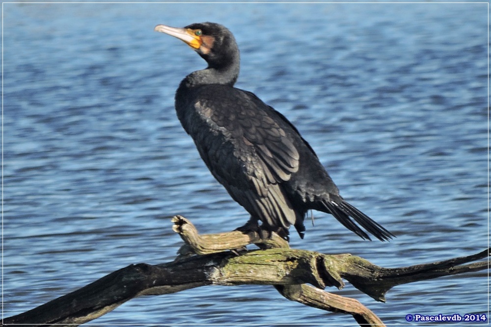 Décembre chez les oiseaux du Teich - 5/9