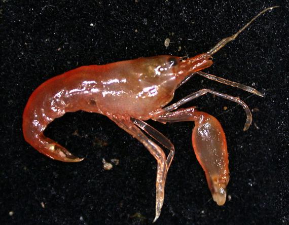 Les Animaux Les Plus Bruyants De La Planete Les Emanants