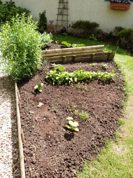 potager---mai-2014---quartier-de-l-estragon.jpg