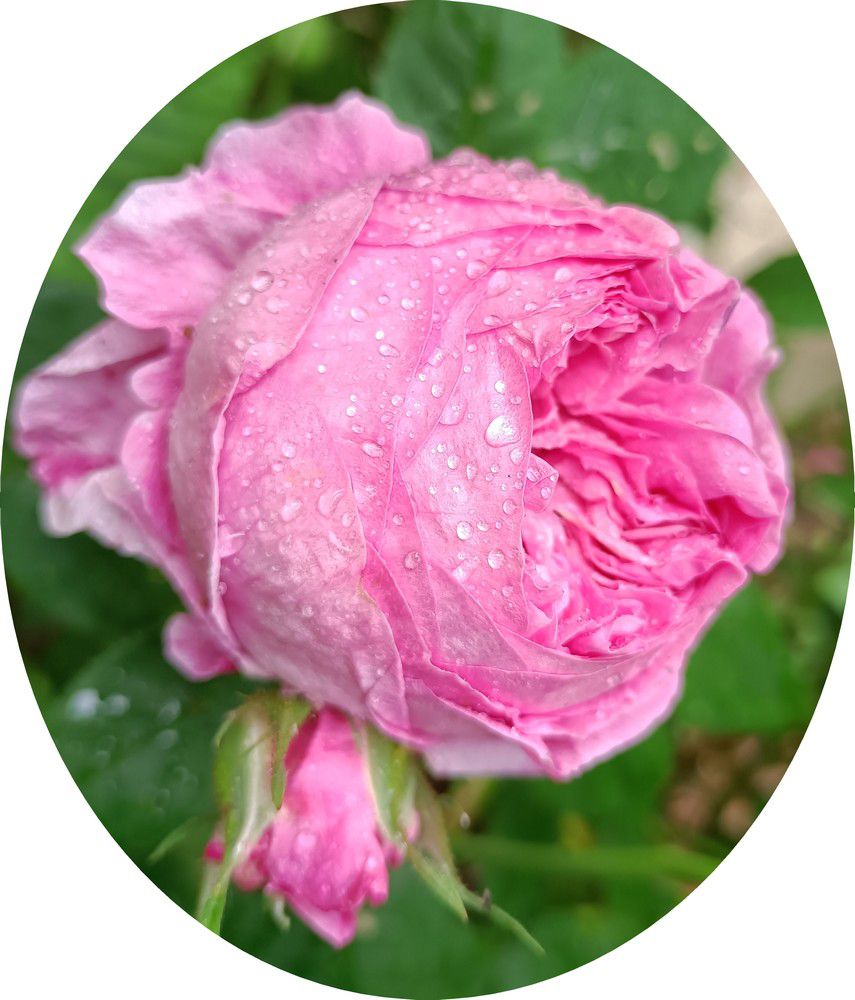 La saison des roses fripées est revenue - avril 2024...